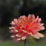 Dahlia blush .