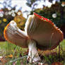 Fly agaric .