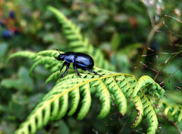wonderful blue beetle