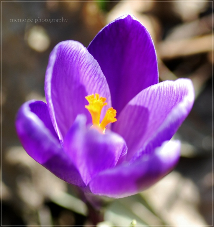 little lilac flower