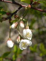 Cherry-tree flower