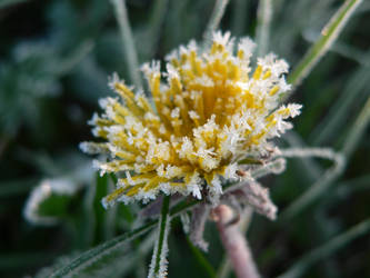 dandelion in frost