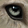 Wolf eye