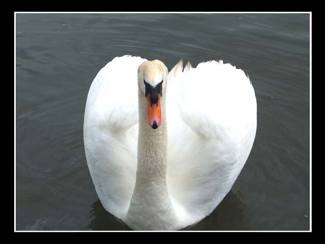 ....:Swan:....