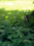 Little spider. by Umfridus