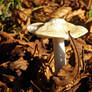 Little mushroom.