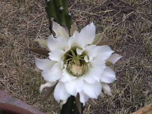 Selenarius Grandiflora 3