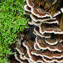 Turkey-tail Mushroom