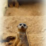 Suricate