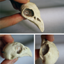 Crow Skull