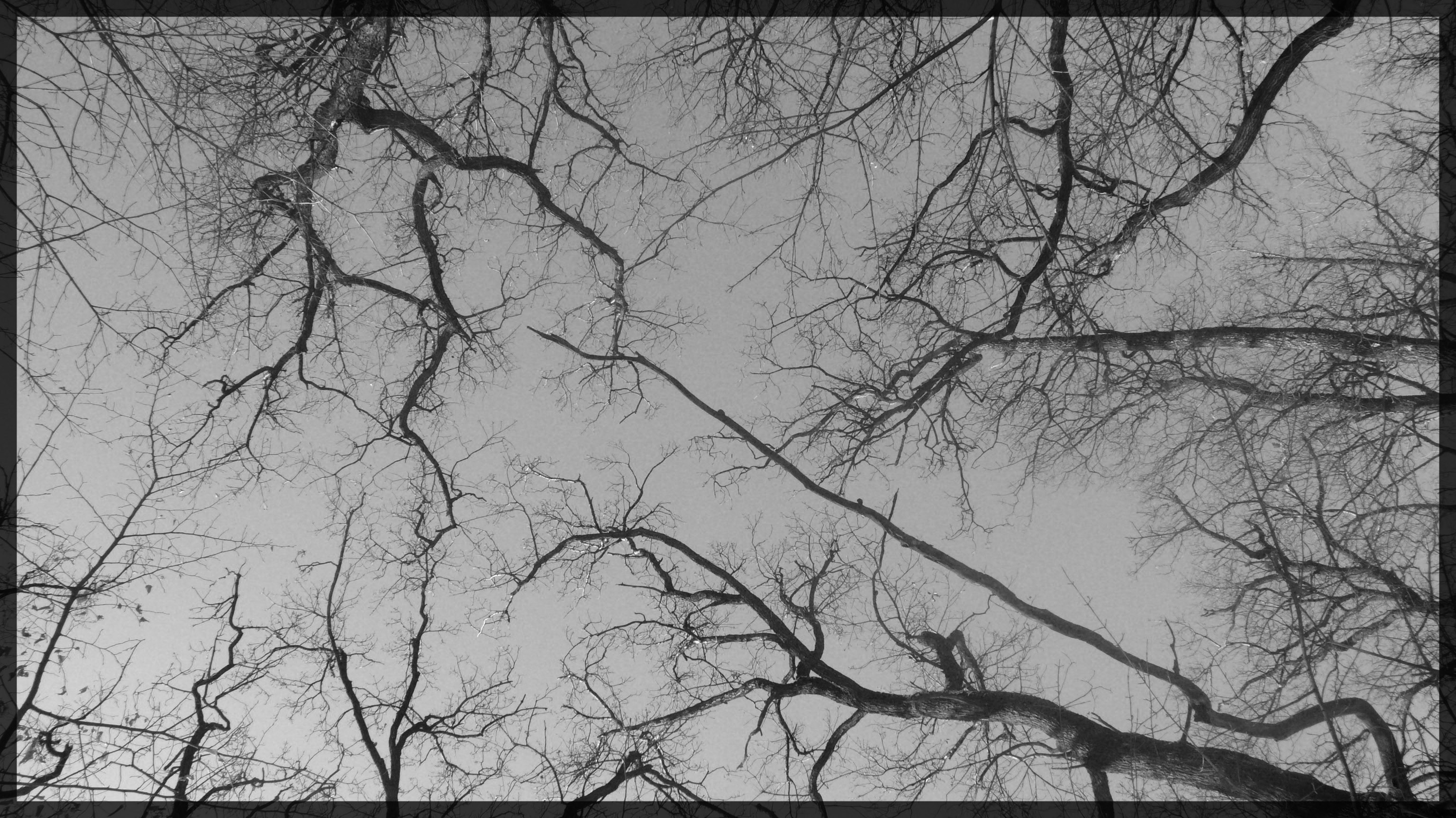 Branches