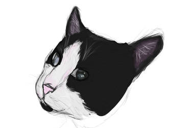 Drawing of an artist named Xylaxs cat