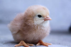 Chick