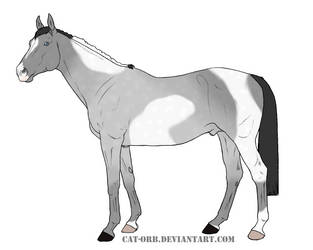 Horse Adoptable