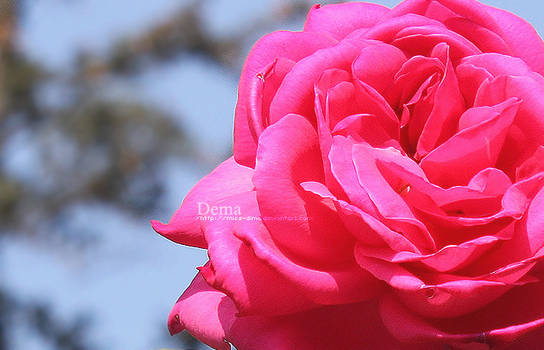 Roze