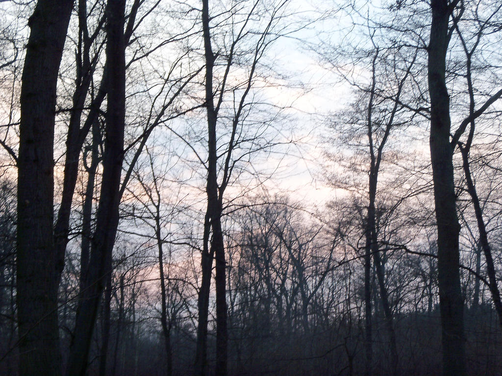 Colorful sky and black trees