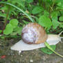 My pet snail