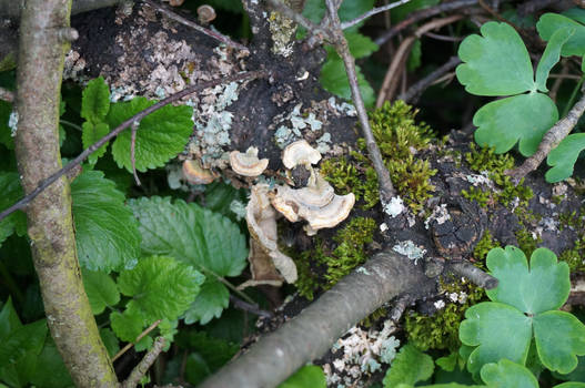 Garden fungus