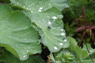 Housefly on a rainy leaf