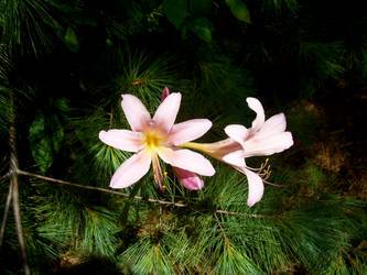 Lily Among Pine