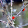 ladybirds