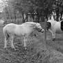 Equine Buddies