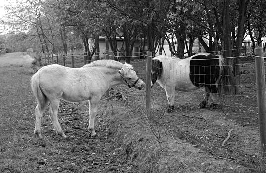 Equine Buddies