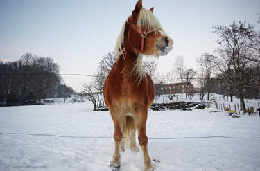 Curious Horsey II