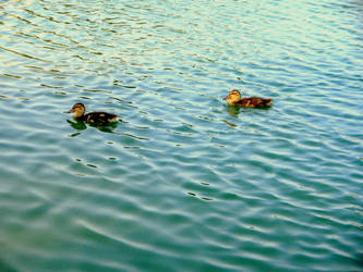 Baby Ducks