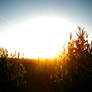 Sun Sets On Corn