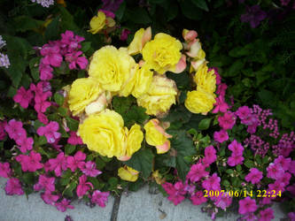 Yellow and Pink Flowers