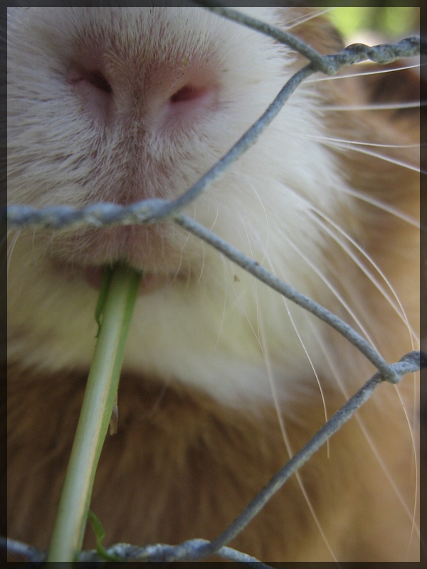 Guinea pig