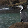 Cormorant