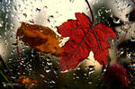 The red leaf on my window by pacificdreams