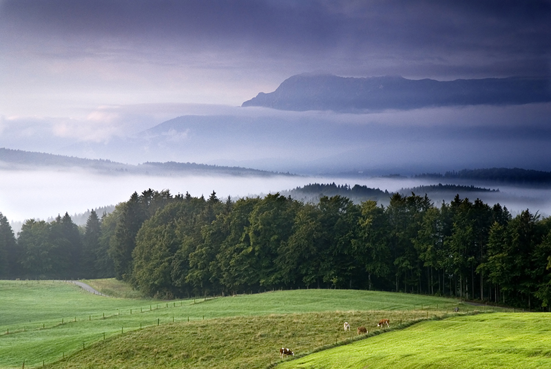 Bavaria morning VI