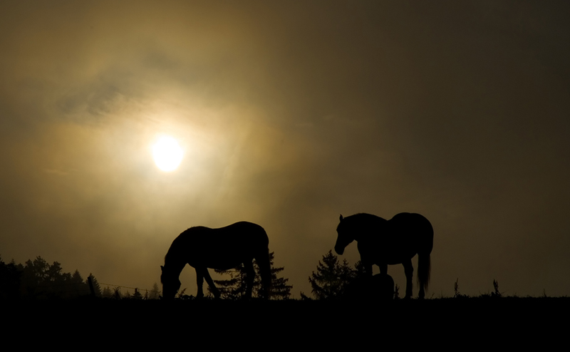 Two horses