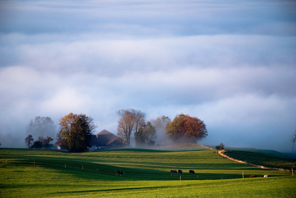 Bavarian morning III