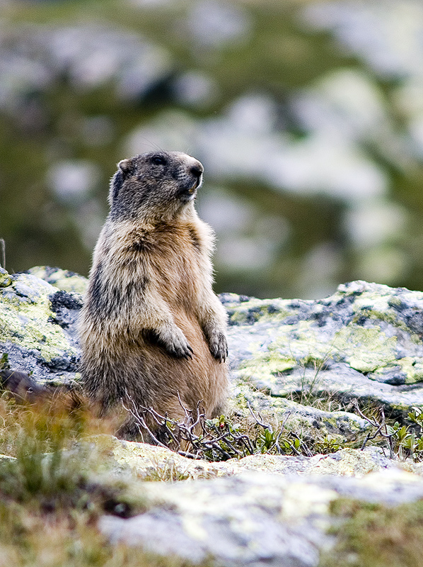 The marmot