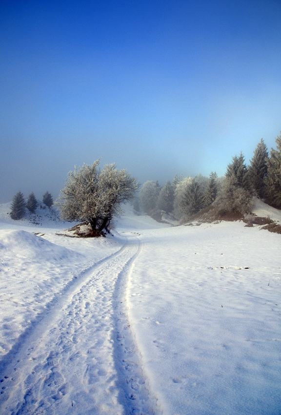 Winter walk