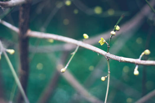 Drops of yellow in a vast green sea