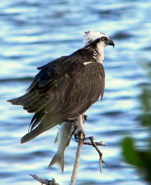 Osprey by lake