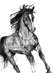 Horse Pencil Drawing