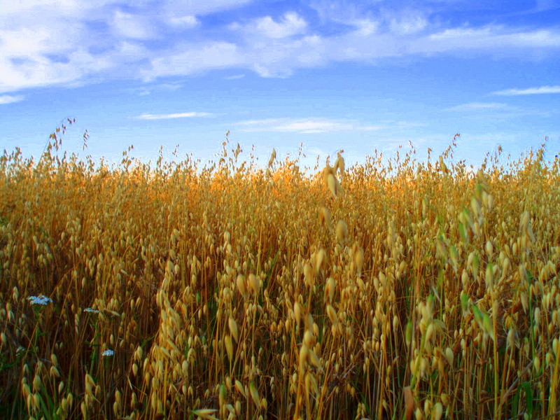 Oats field