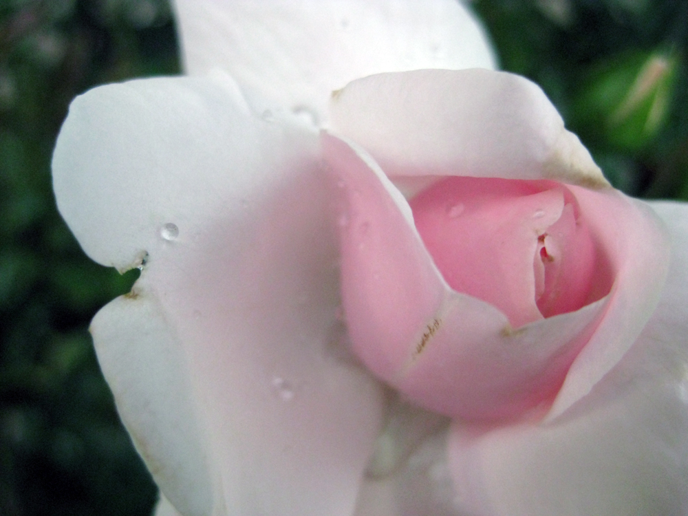 Pink Rose II