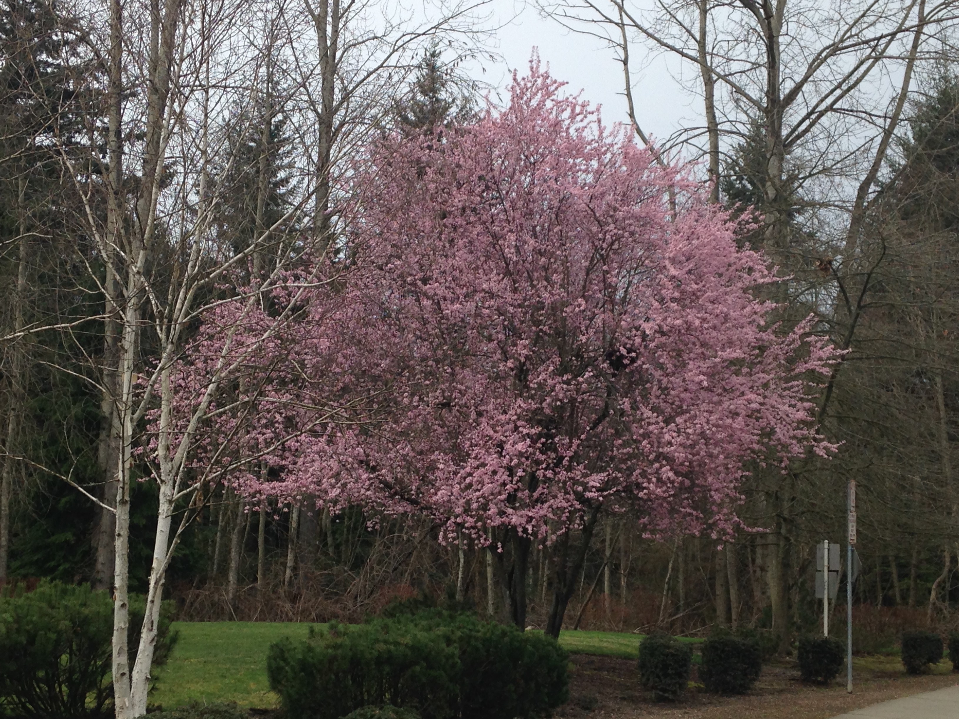 A Splash of Color Amidst the Gray