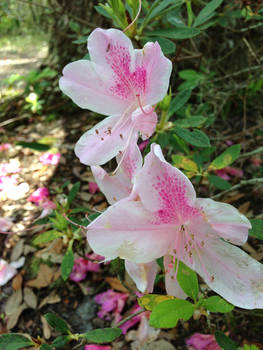 Azaleas