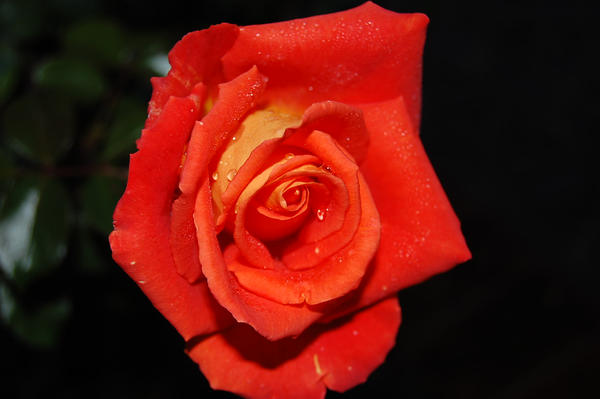 and red roses too ... by punainen-tahti on DeviantArt