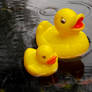 Nice weather for ducks