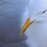 See Gull