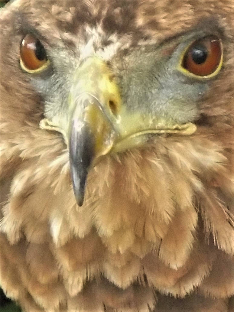 RAPTOR by Satorstar on DeviantArt